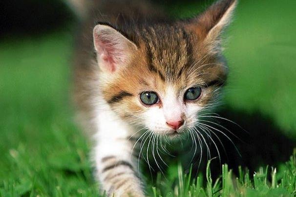 09-kitten-cuteness-1.jpg