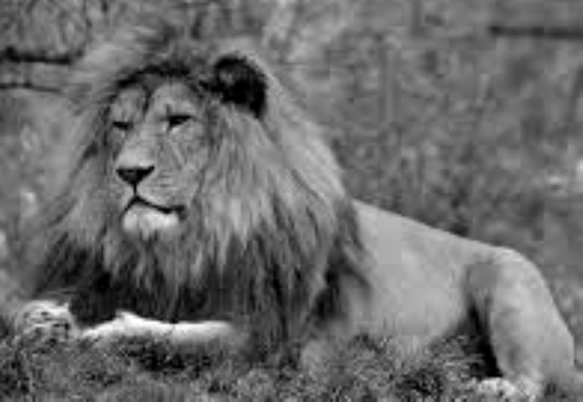 lion.jpg