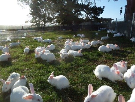 rabbit-farming-khargosh-palan.jpg