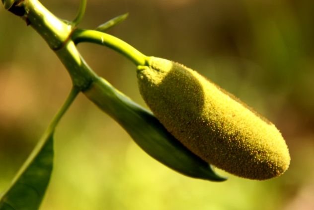 A young jackfruit.jpg