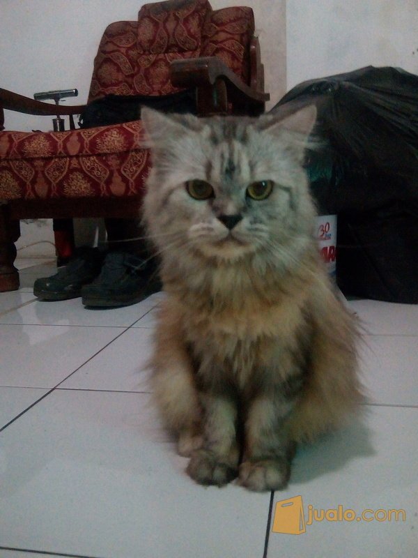 kucing-anggora-medium-hewan-dan-perlengkapan-kucing-7429519.jpg