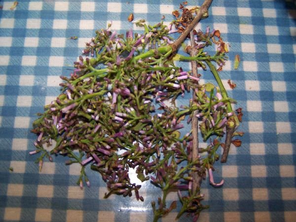 Lilac jelly - processing lilacs - stems crop May 2018.jpg