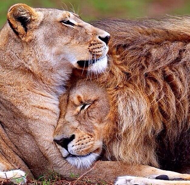 76535f011df99ad645a97b9b334252c6--lion-couple-lion-and-lioness-tattoo-couple.jpg