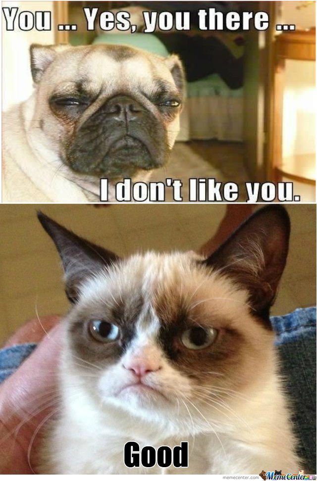 grumpy-dog-vs-grumpy-cat-take-2_o_938108.jpg
