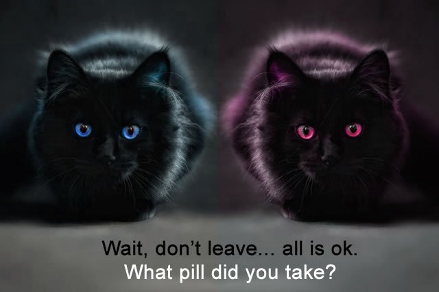 cat-red-blue.jpg