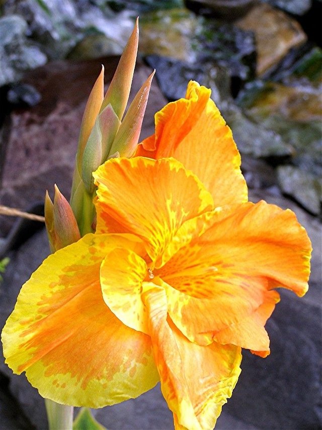 Copy of Canna Lily Blossom.jpg