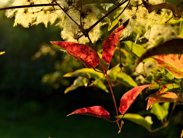_A026090.jpg