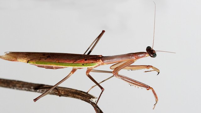 Tenodera australasiae-2-.jpg