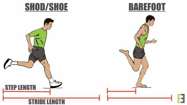 Step and Stride length.png