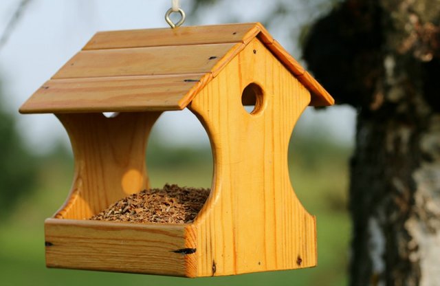 build a birdhouse.jpg
