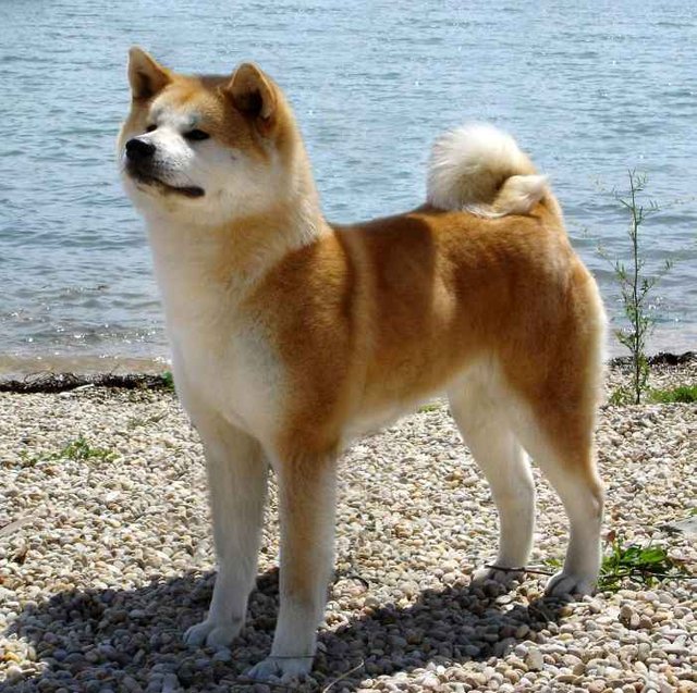 Akita-Inu-Dog.jpg