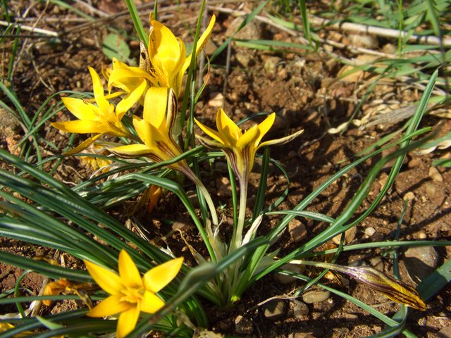 Crocus_graveolens,_Çukurova_University_Campus,_Adana,_Turkey_-_20060112-01.jpg