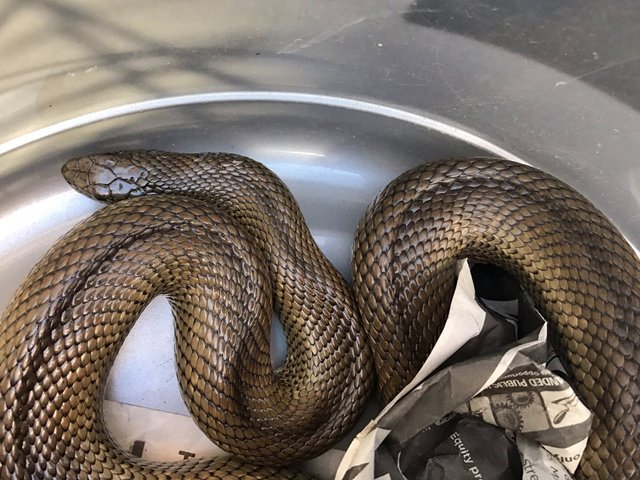 20170126-subadult-mole-snake-rescued-near-milnerton-western-cape-01.jpg