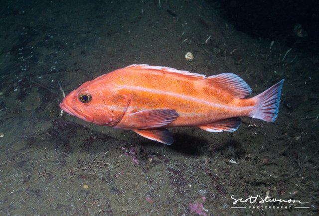 Yelloweye Rockfish-2.jpg