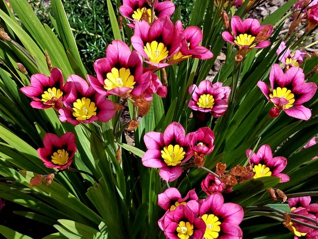 pinkflowers.jpg