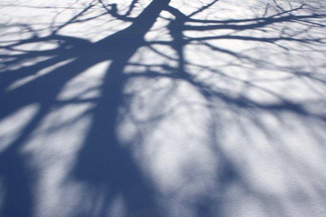 tree-branch-shadows-on-snow.jpg