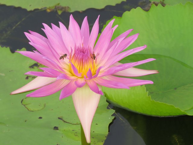 9. JvN Nymphaea (Water Lily) and Bees 2.JPG