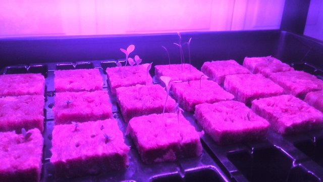 IMG_20160920_113234.jpg
