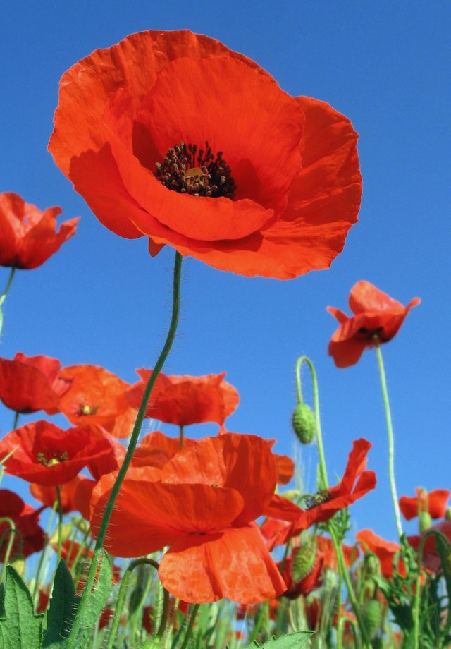 poppies_field_sky.jpg