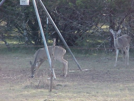 Big Game Hunting Needs To Be Turned On It S Head Steemit