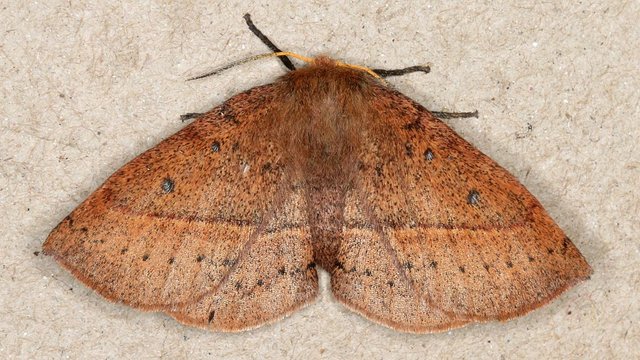 Anthela acuta B BY MV Light Tas 2017-10-03.jpg