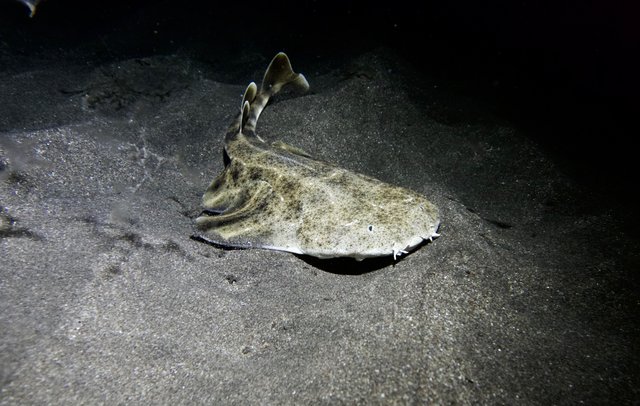 angel shark.jpg