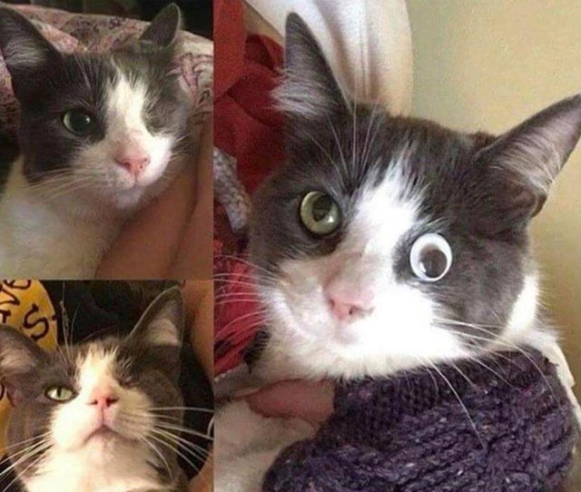 Cat lost her eye to an accident, but with modern technology's help, she ...