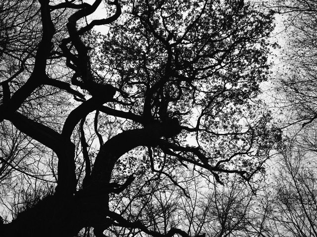 68883493875 - trees silhouettes epping forest_2.jpg