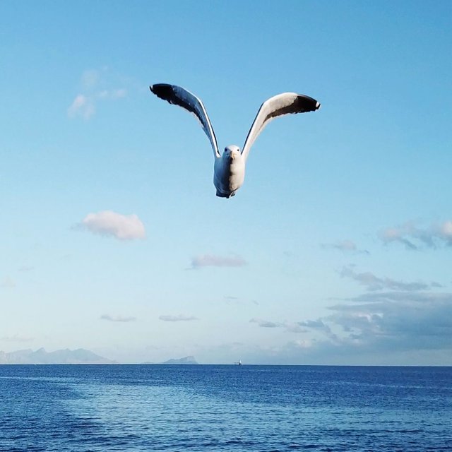 tooclosegull3.jpg