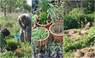 Tree Pit Planting .jpg