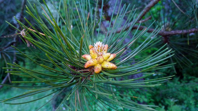 pine2.jpg