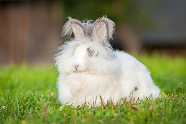 grooming-and-caring-for-the-coat-of-the-angora-rabbit-564cbbd4adc39.jpg
