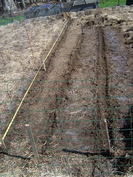 Small garden - prepping for carrots, celery crop May 2018.jpg