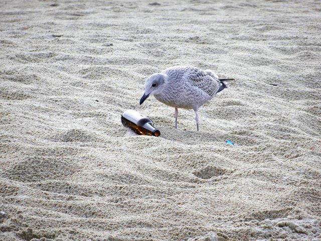 seagull-1943079_1920.jpg