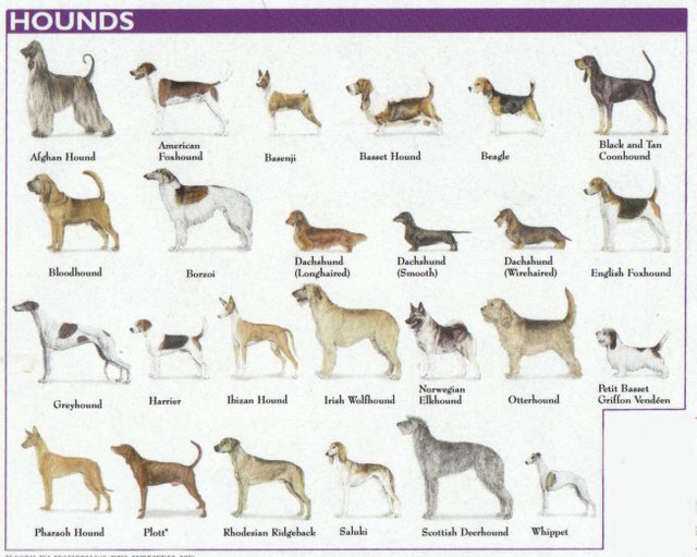 types of purebred dogs