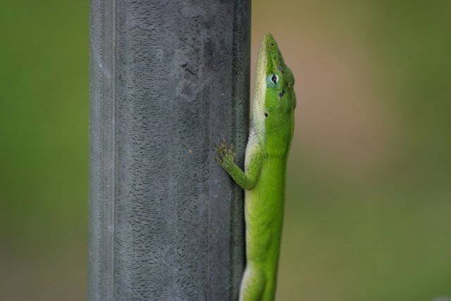 lizard close 3.jpg