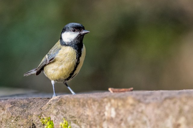 Great Tit.JPG