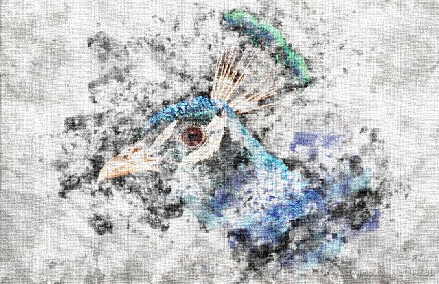 Peacock Watercolor.jpg