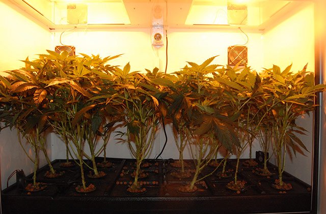 0a trimming como plantar cannabis growers brasil 2.jpg
