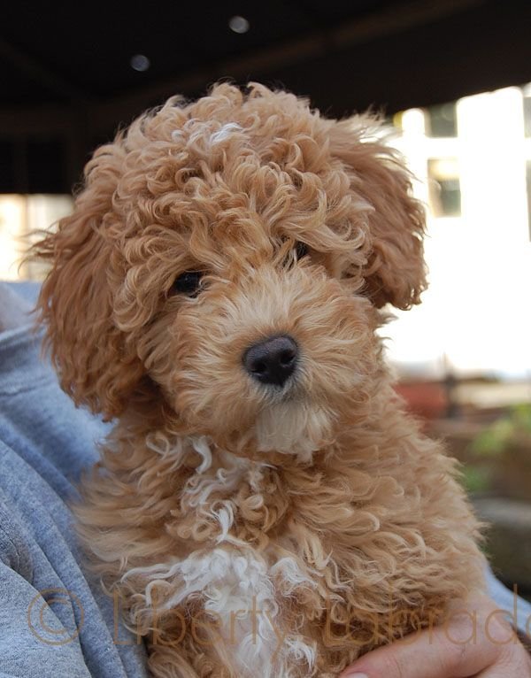 27e80bcee0cb5ff32f88c2b66e82ac93--labradoodle-pictures-labradoodle-puppies.jpg