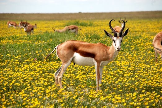 antelope-nature-flowers-meadow-52961.jpeg