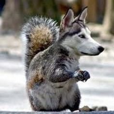 wolfsquirrel.jpg