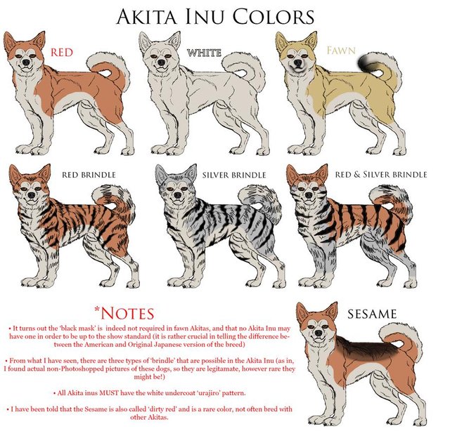 5d52b8672387b0db29bd8afbcbd7b610_akita-inu-reference-colors-by-black-tiger-of-evil-on-deviantart-pure-black-akita_900-892.jpg