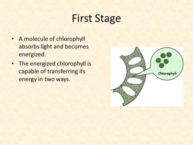 First+Stage+A+molecule+of+chlorophyll+absorbs+light+and+becomes+energized..jpg