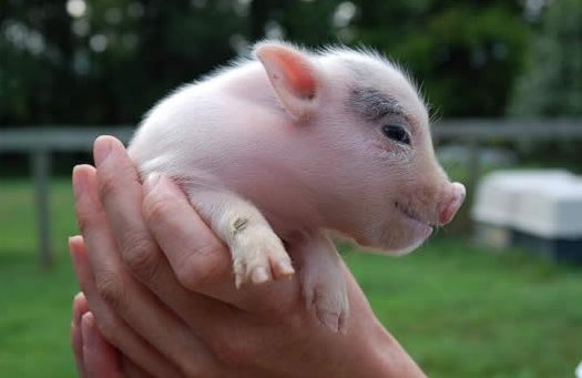 Pig ranches sprout in Muslim Country, Morocco