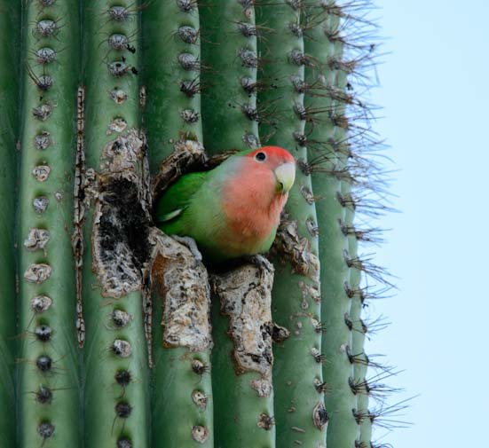 00-551-Peach-faced-lovebird-in-a-saguaro-cactus-Scottsdale-Arizona.jpg