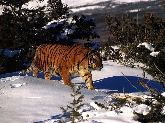 тигр 1.JPEG