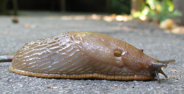 Lesma_Slug.png