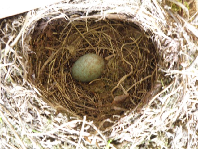 Blackbird 1 egg (1) (2015_09_28 11_13_35 UTC).JPG