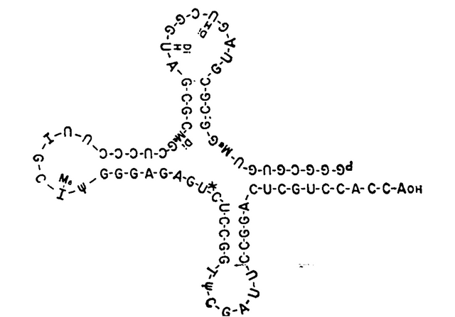 holley-trna.png
